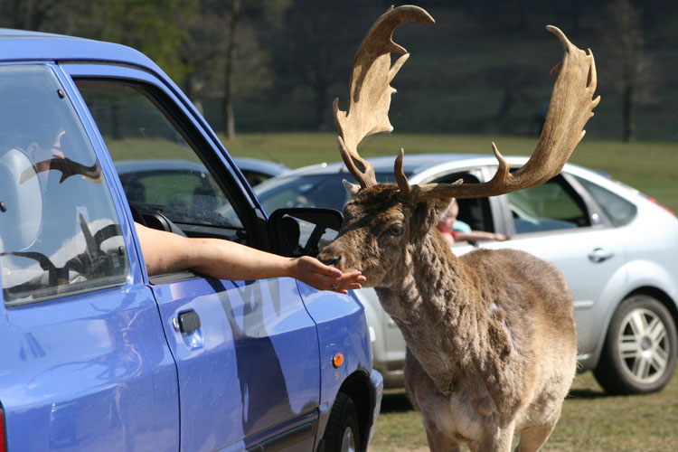 feeding deer longleat