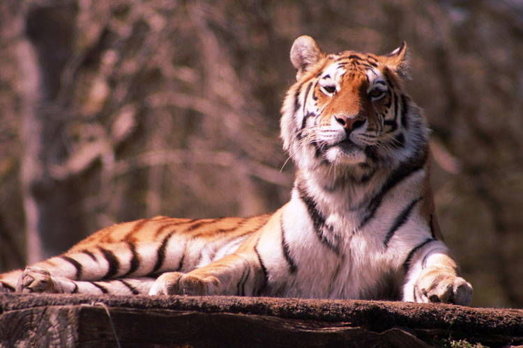 tiger - phot by david from hotel near longleat